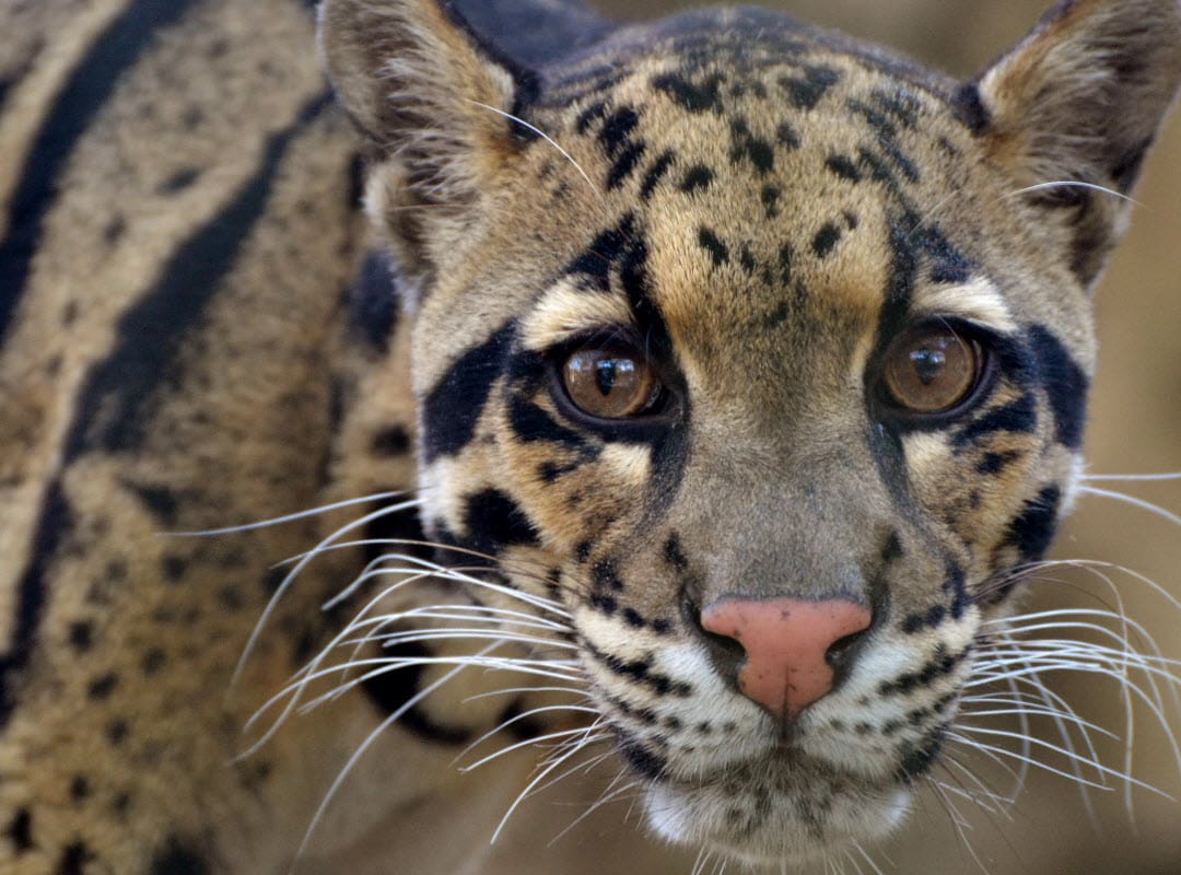 clouded leopard portrait