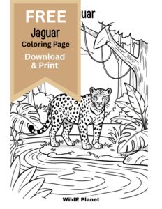 jaguar coloring page