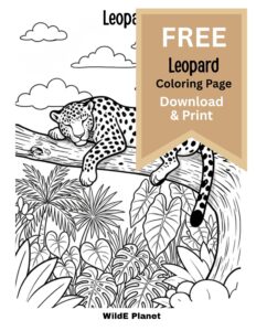 leopard coloring page