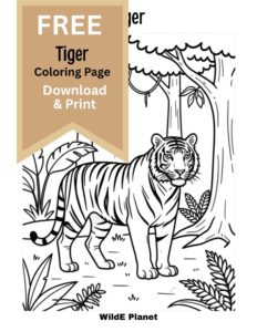 Tiger coloring page.