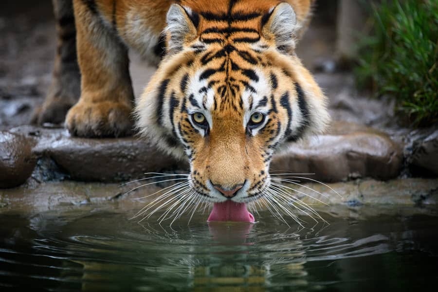 Amur tiger drinking from lake