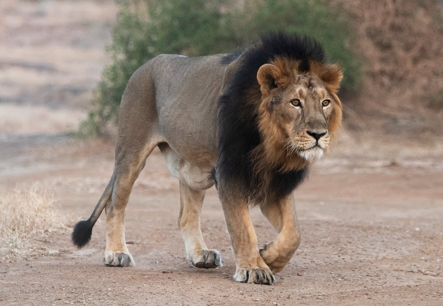 Male Asiatic lion walking in India