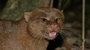 Portrait of a jaguarundi wild cat
