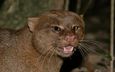IUCN Releases New Wild Cat Assessments