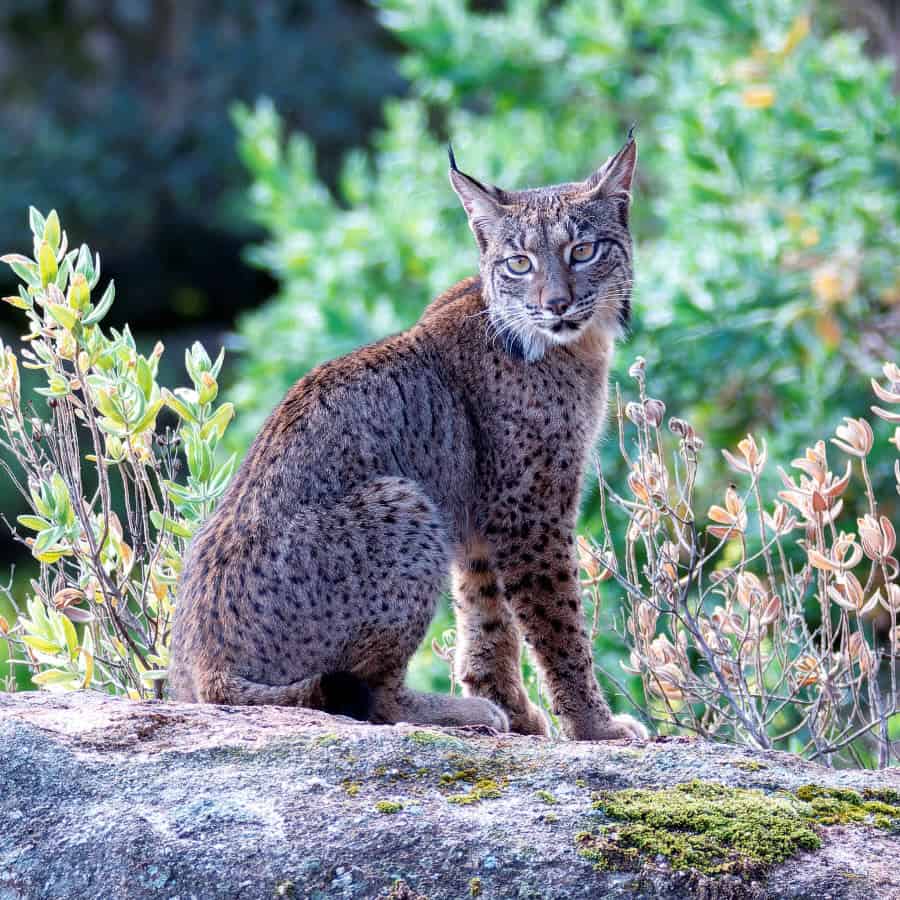 Young Iberian lynx