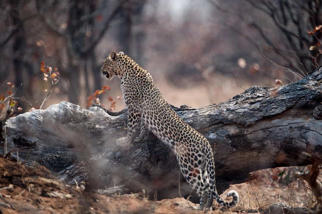 African leopard hunting