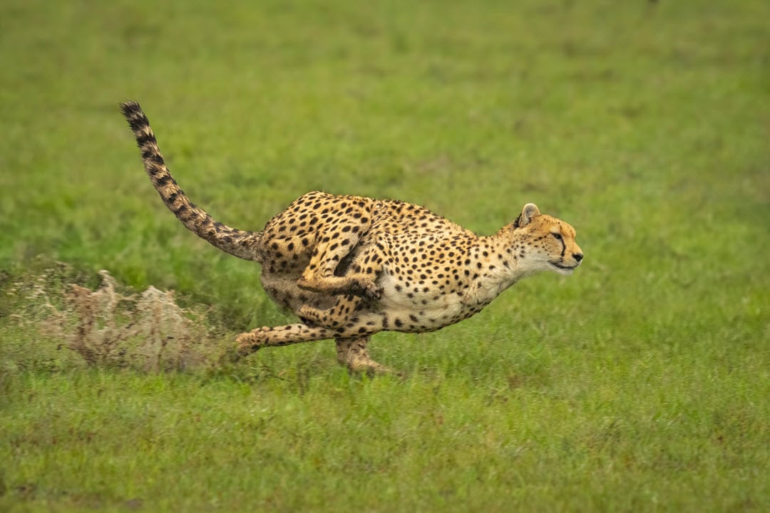 cheetah running through savannah