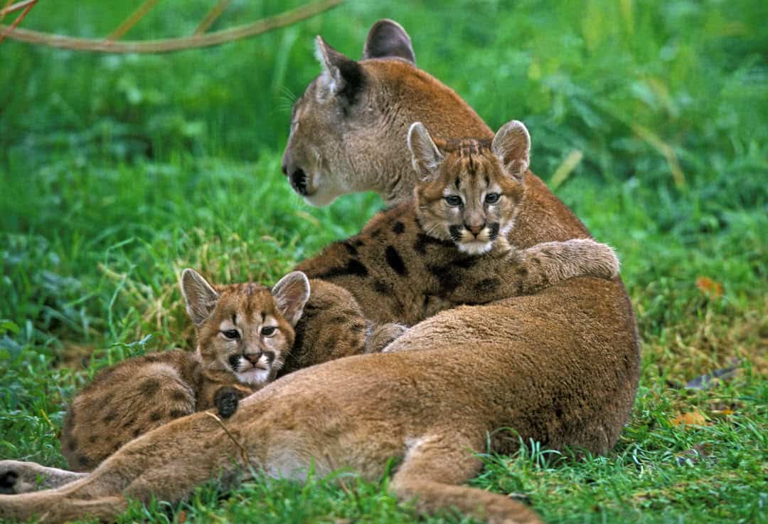 cougar and her cubs