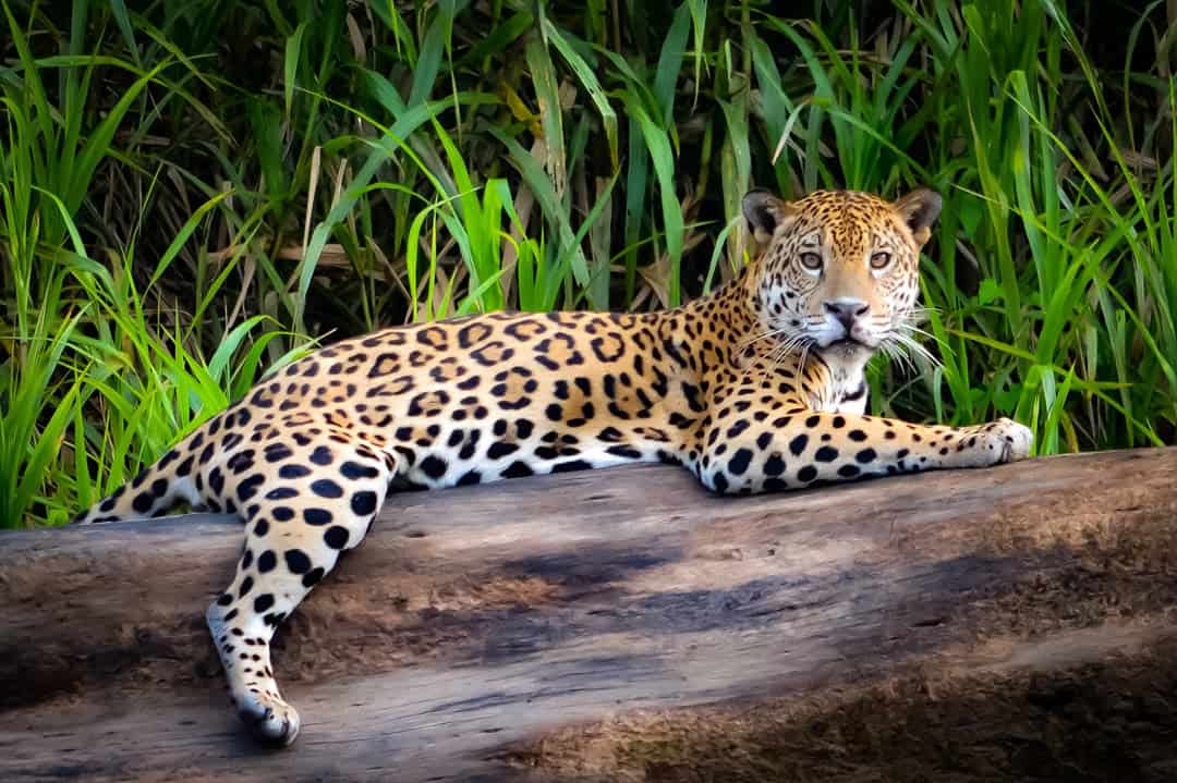 jaguar amazon river Peru