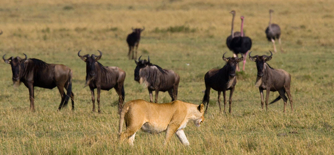 lioness out hunting