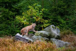 Eurasian lynx forest habitat