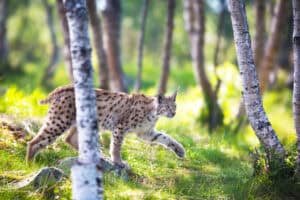 Eurasian lynx walking through forest