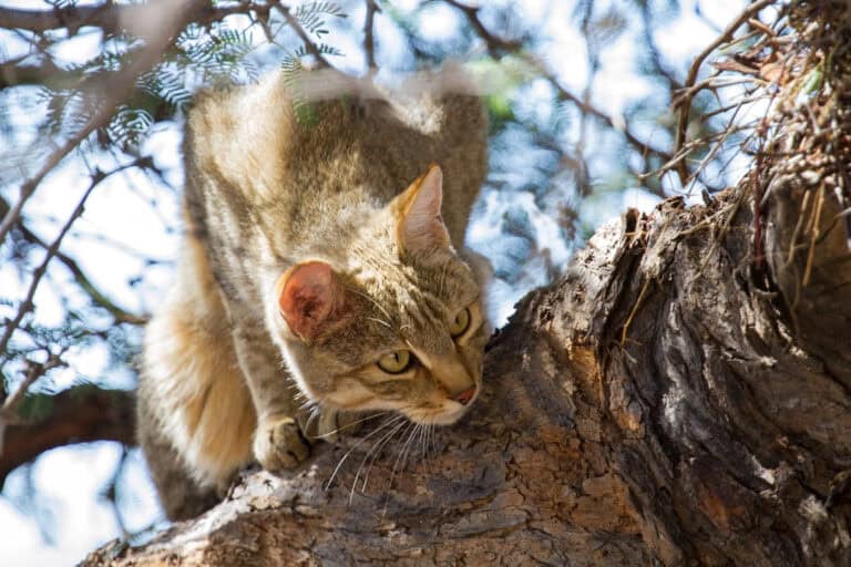 African wildcat in a tree
