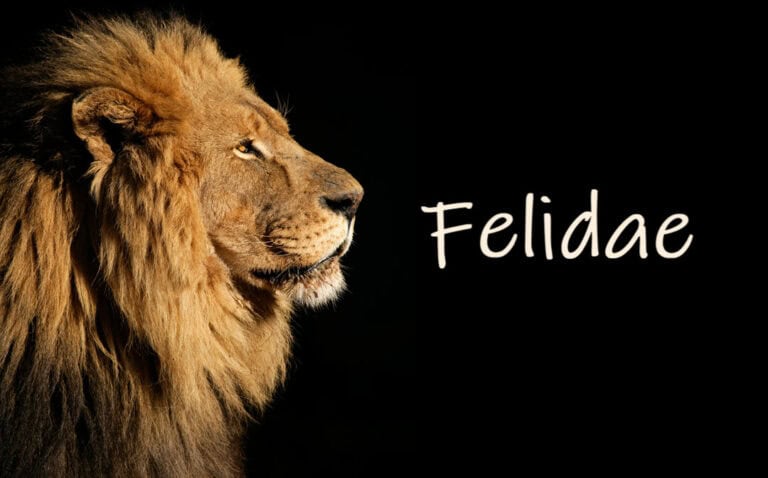 Big cat Felidae classification