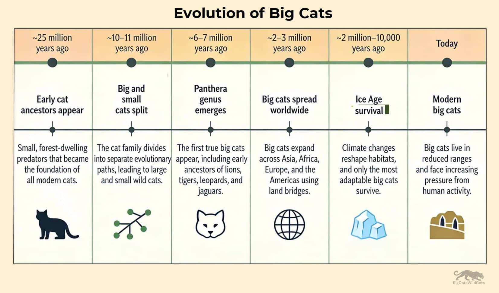 evolution of the big cats