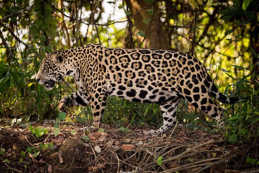 jaguar walking in bushes - jaguars for kids