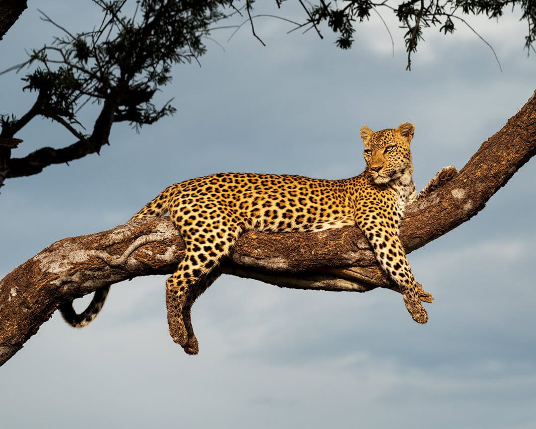 Leopard laying on a high branch