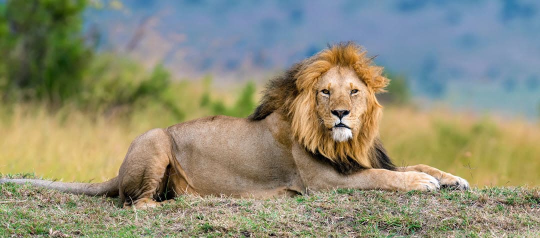 male lion - lions for kids