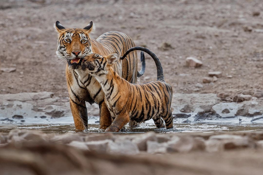 tiger and cub in wild