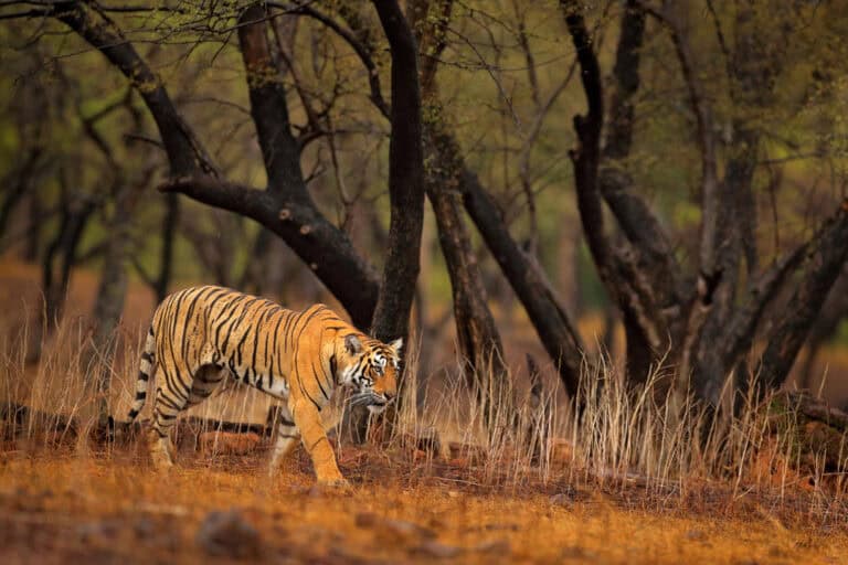 tiger walking in forest in India