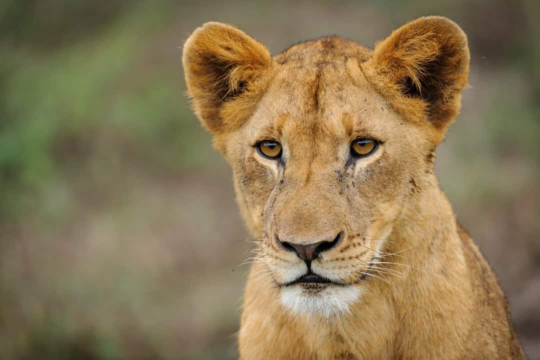 young lion - lions for kids
